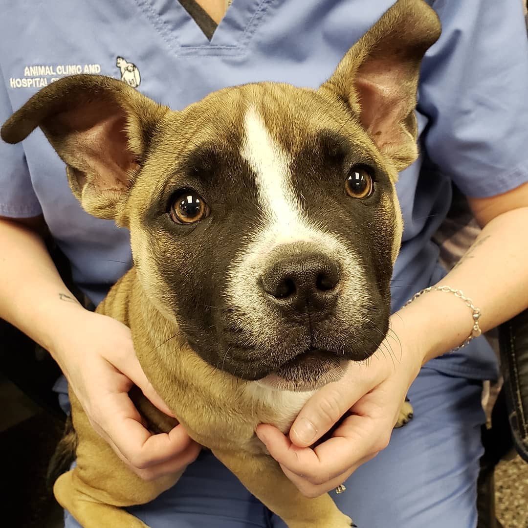 Find Pet Care Information and Veterinarians in Jerseycity, Newjersey